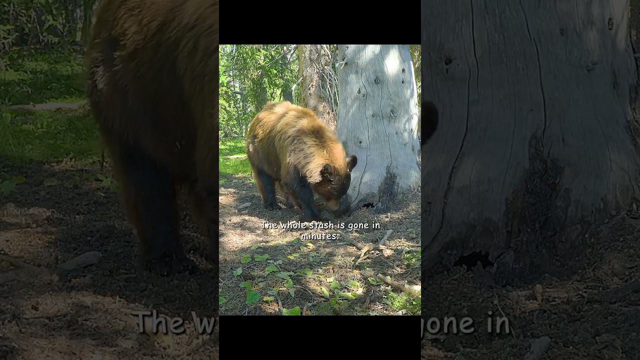 Luckily, he was a smart little hero and didn't put his eggs in the same basket 