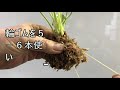 こけ玉（簡単水苔玉）作りのコツ