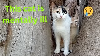 Angry cat hates and attacks all the cats around her by cute 589 views 3 months ago 12 minutes, 11 seconds