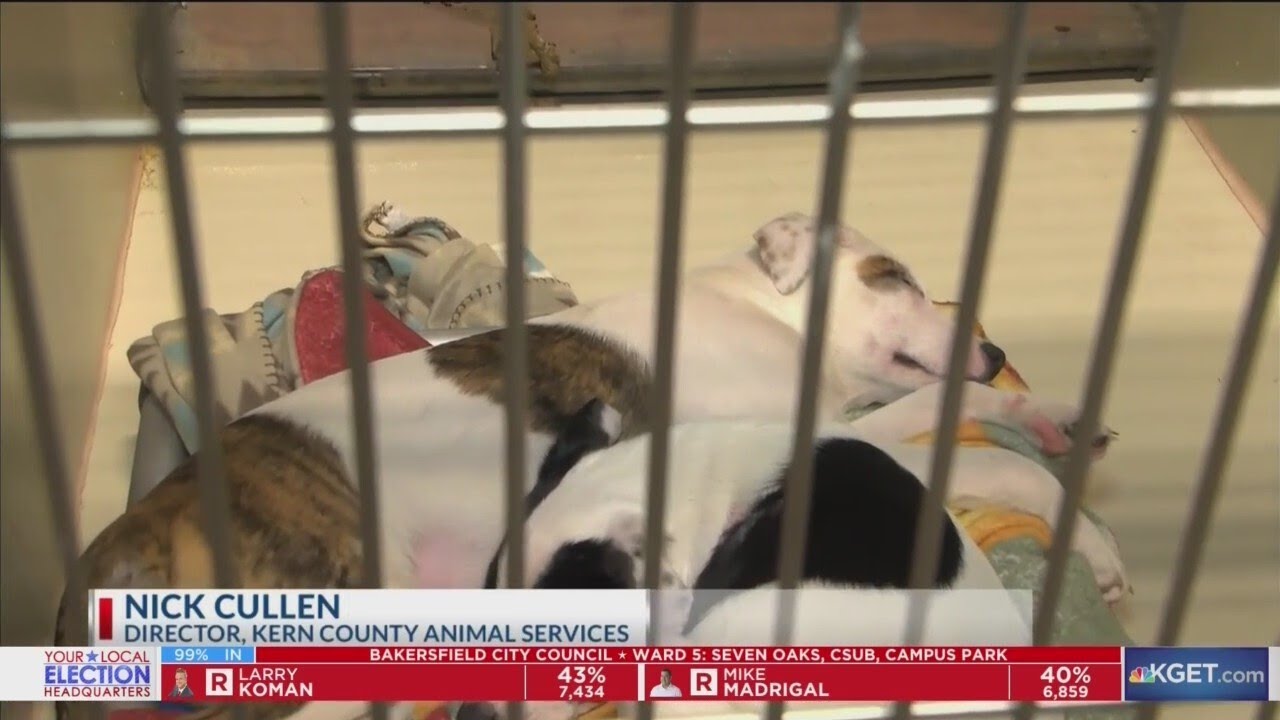 Over 50 organizations to host Mega Pet Adoption Event on Saturday - YouTube