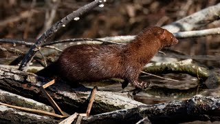 Nepean Pond critters