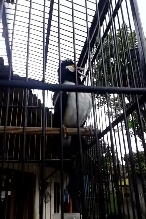 Jalak suren isian tengkek buto dan love bird