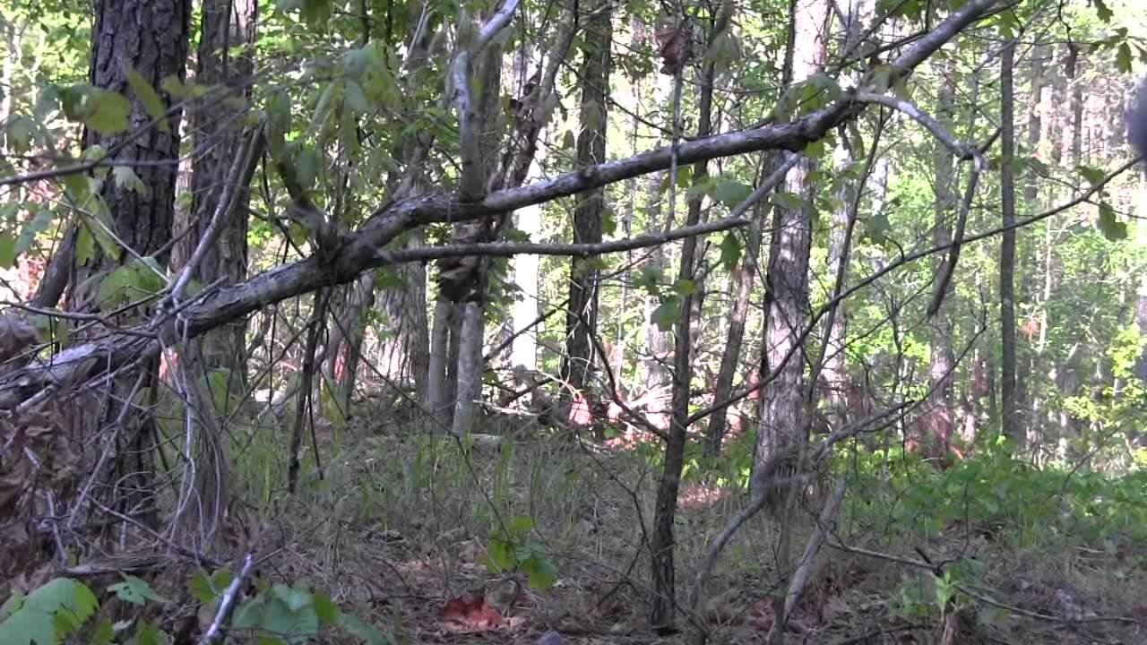 South Carolina Turkey Hunting YouTube south-carolina-turkey-hunting-youtube