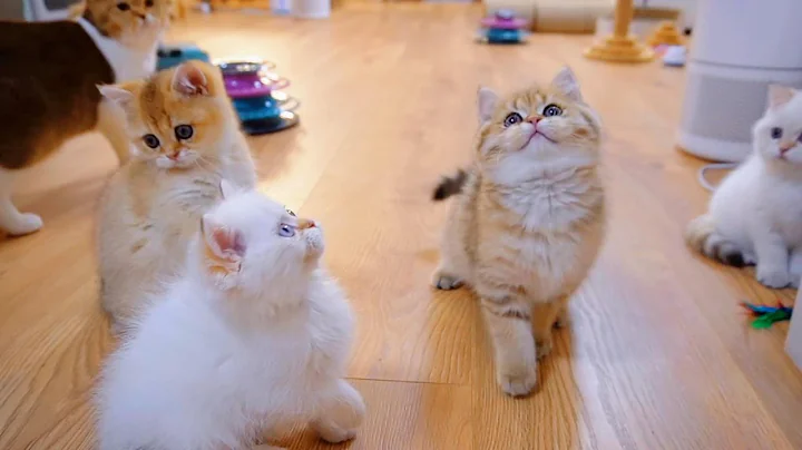 Video 9002401: british shorthair golden baby, meet british shorthair, pure british shorthair, cute british shorthair