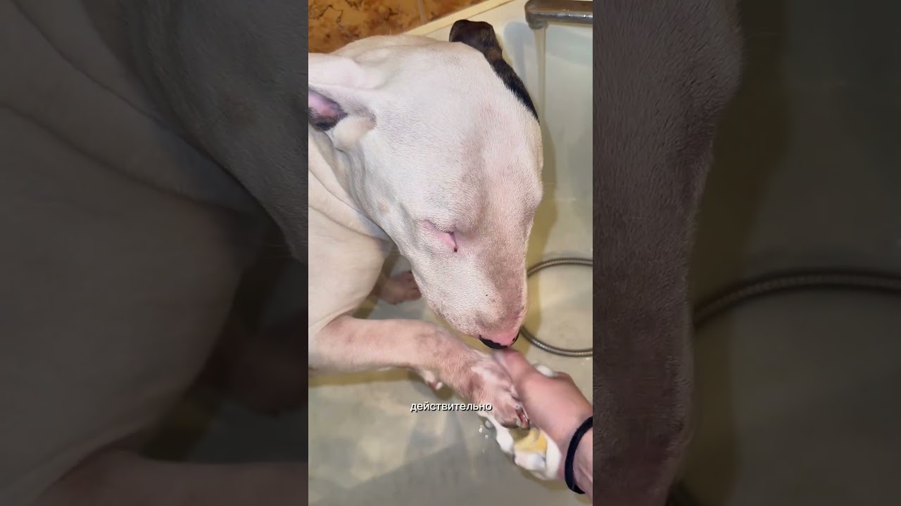 Копируй и вставляй на ВБ — 