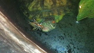 My turtle has grow bigger now !!!