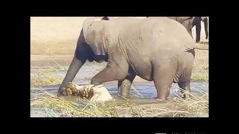 ELEPHANTS TAUGHT THE CROCODILE@dr.s.ksinghchanneljaishree1255