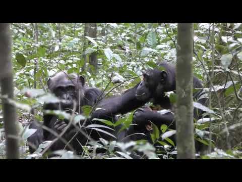 Los chimpancés salvajes hacen gestos para dirigir la atención