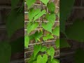 Moon Flower Mp3 Mp4 Free download