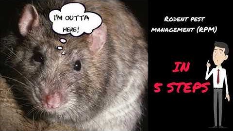 [Sponsored] Direct to You: 5 Steps to Rodent Pest Management