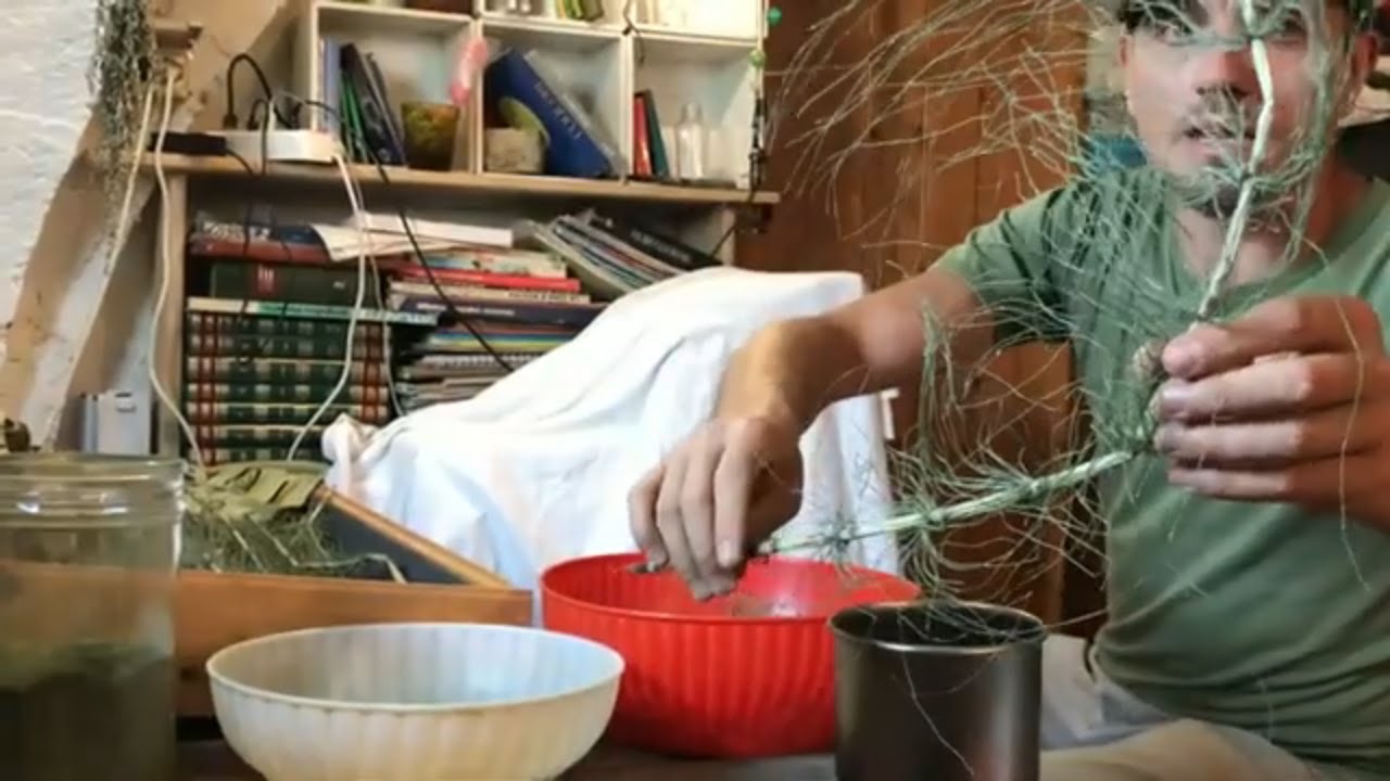 #27 Le Erbe - Lavorazione e usi dell'equiseto - Il Giardino sotto il naso di Elia Calò