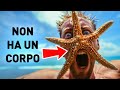 Le Stelle Marine sono Teste che Possono Strisciare + Altri Fatti Curiosi Sugli Animali