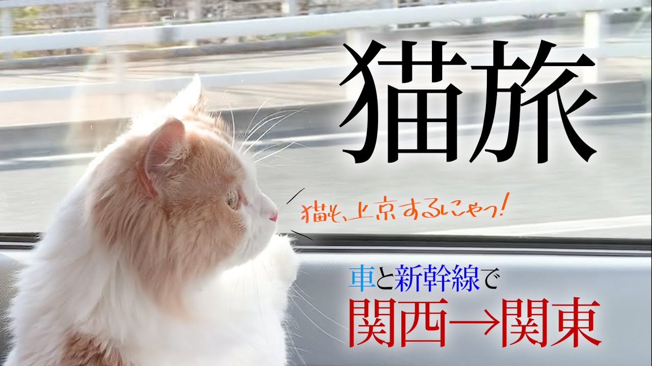 ビビり猫と新幹線に乗ってお引越し 関西から関東へ Youtube