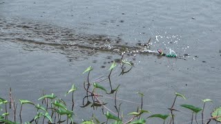 Umpan Gacor Ikan Gabus Saat Mancing Di Rawa, Respon Cepat \u0026 Killer