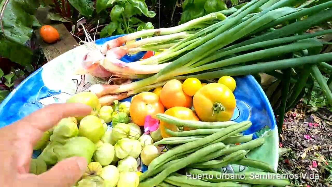 HOY VOY A ALIMENATAR EL SUELO DEL HUERTO, CON COMPOSTA.