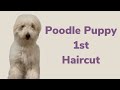 Poodles first haircut!