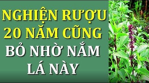 Nghiện rượu bia 20 năm cũng cai hẳn sau 1 tuần cho tiền cũng không dám uống nhờ nắm lá này