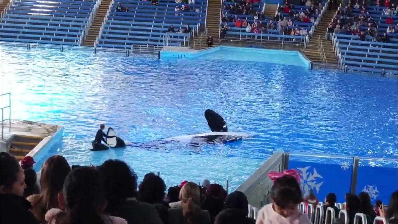 Orca show at Seaworld - YouTube