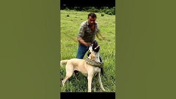 GIANT SNAKE TRY TO KILL KANGAL!! DID FARMER RESCUE THE DOG??#shortvideo #shorts