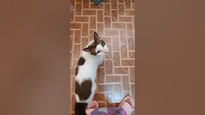 Watch the video about Moka cerewet😹#cat#kucing#catlovers#kucingsteril#kucingsiam#siamese#siam#kucingbicara#kucingngomong