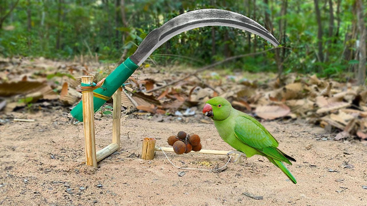 Unique Parrot Trap Technology New,And Woods - Bird Trap Working 100%