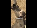 Shrek | I'm Making Waffles