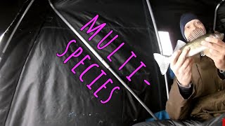 Multispecies Ice Fishing Minnesota