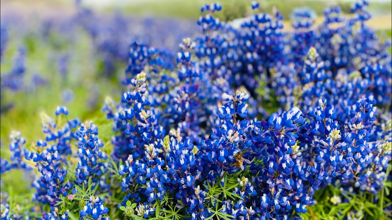 Lupine Super Bloom At Folsom Lake | Family Road Trip