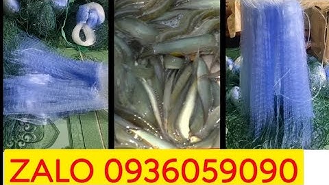 Bán lưới cá chạch. Lưới cá chạch cơm. Lưới cá chạch lấu.
