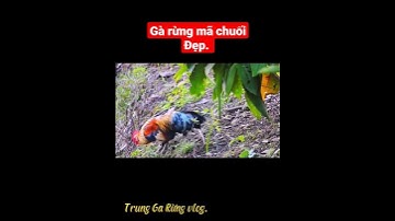 gà rừng mã chuối đẹp.