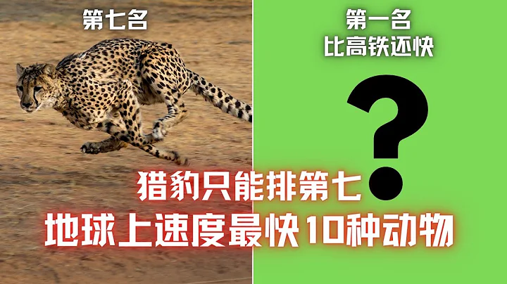 地球上速度最快10種動物，獵豹只能排第七，第一名超出你的想像？ - 天天要聞