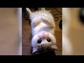 Funny CATS &amp; DOGS will CURE YOUR BAD MOOD