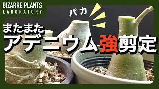 【アデニウム】アラビカム　オベスム　5月こそ待ってました！強剪定作業の動画！！