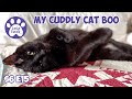 My Cuddly Cat Boo S6 E15 Lucky Ferals Cat Videos 🐈‍⬛ Black Cat