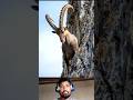 markhor