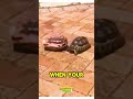 Animal Genius Caught On Camera #16
