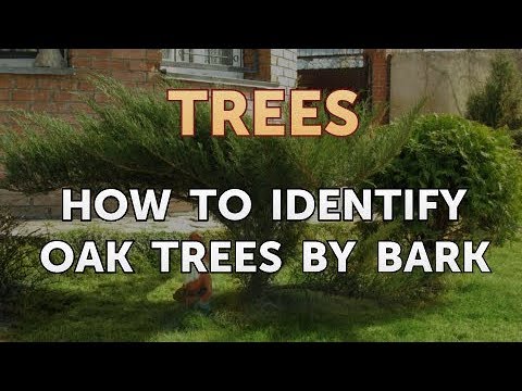 How to Identify Oak Trees by Bark