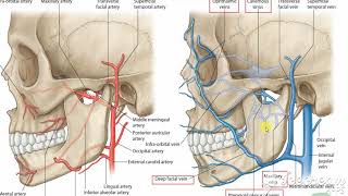 Pterygoid venous pluxes