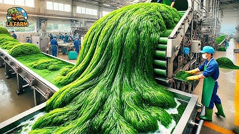 Harvesting Seaweed: Inside The Process At A Seaweed Processing Factory