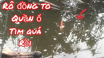 Câu Cá Rô Đồng - Đụng Toàn Hàng To Giật Sướng Tay / Yêu Lắm Miền Tây