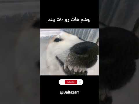 بفرست براش بهش تبریک بگو فان خنده دار
