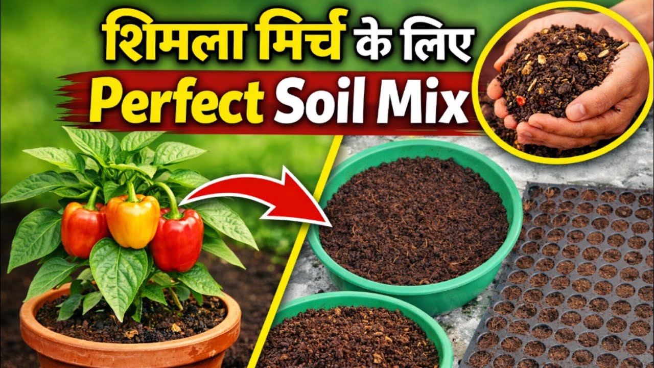 शिमला मिर्च के लिए Perfect Soil Mix 🌱 | Capsicum Seeds Germination @PolyKheti 