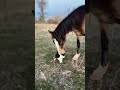 Videos divertidos de gatitos y caballos