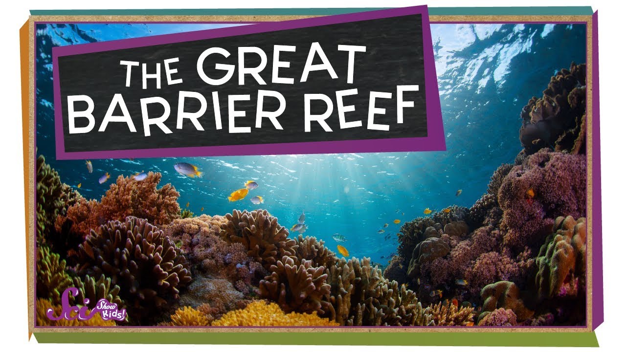 Check Out the Great Barrier Reef! - YouTube