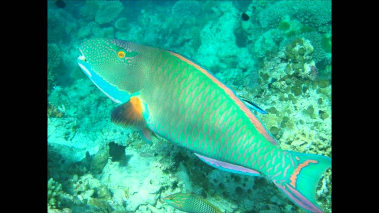 Wamex. (echos de nos coeurs)