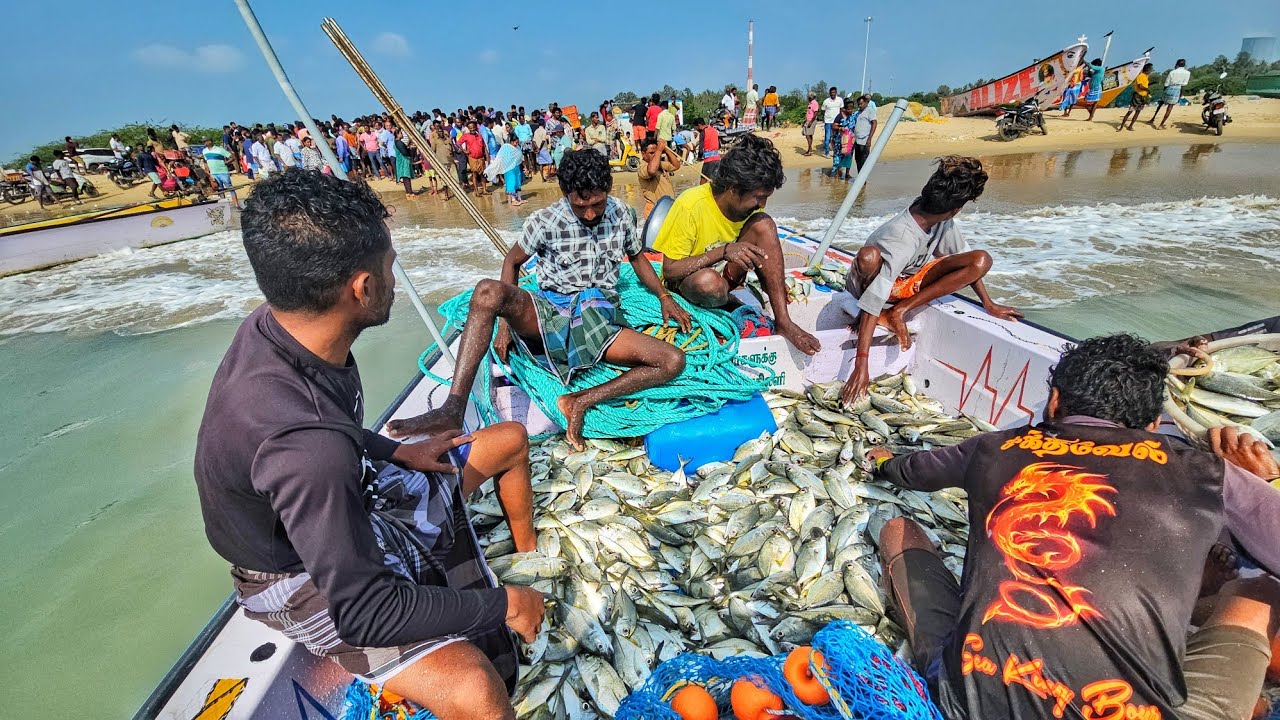700 kg பாறை மீனை எப்படி போட்டி போட்டு விற்பனை செய்யுறோம் பாருங்க