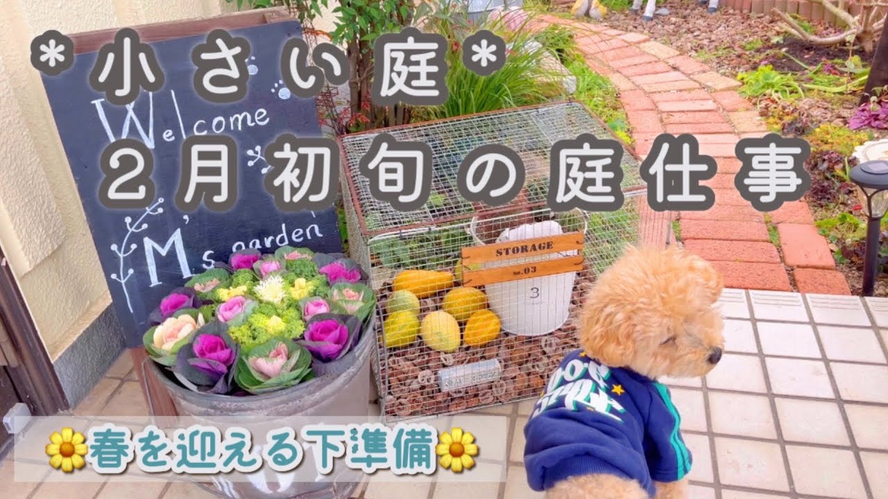 【春前の庭のメンテナンス】花壇の縁にメリハリをつける/葉が美しいリューカデンドロン/ガーデンシクラメンの葉組み/千鳥草の植え付け/寒波の前