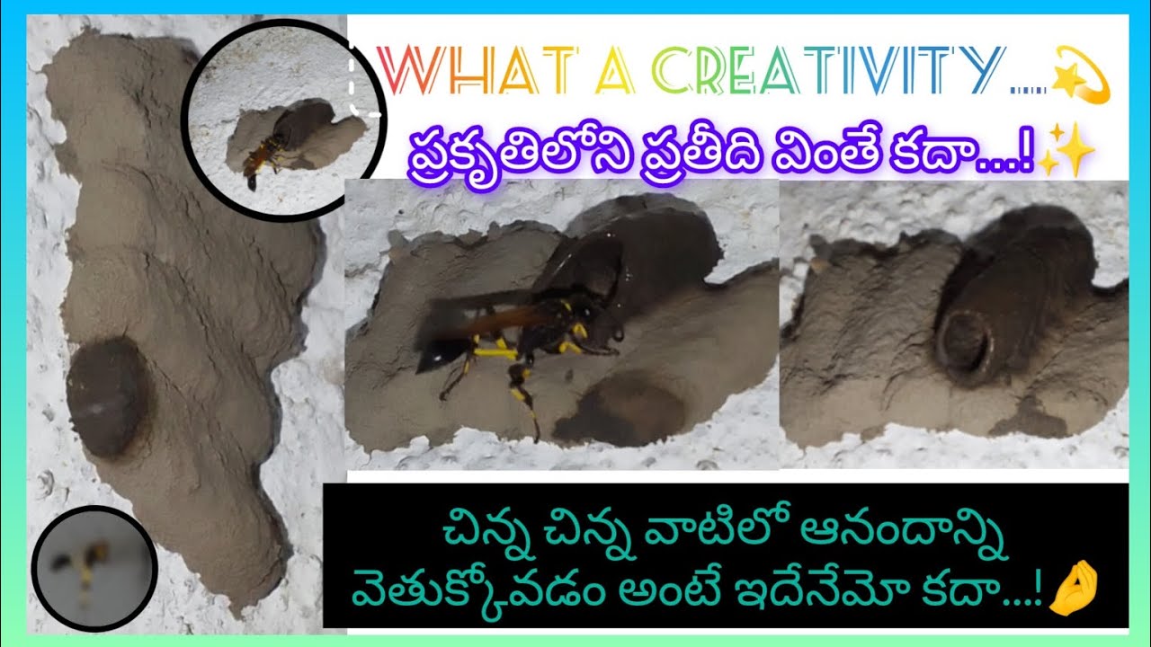 తుమ్మెద గూడు కట్టుకోవడం ఎప్పుడైనా చూసారా🤔? చూడకుంటే ఈ👆వీడియోలో చూసేయండి.ప్రకృతిలో ప్రతీది వింతే కదా!