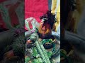 Shivratri 2026 ❤||#shivratri #shorts #trending #ytshorts