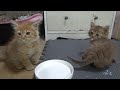 川で救助された兄弟子猫の心配事
